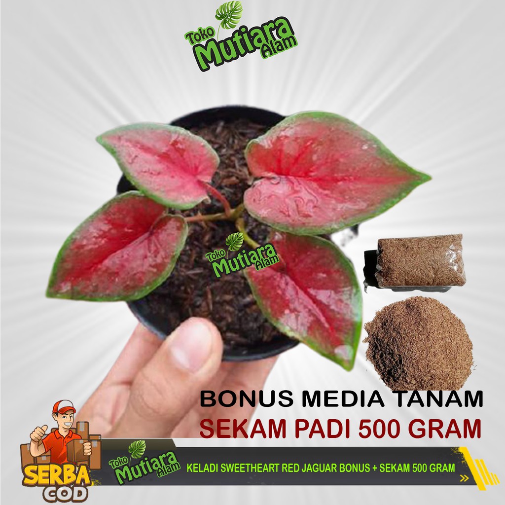 

KELADI SWEETHEART RED JAGUAR BONUS + SEKAM 500 GRAM MUTIARA ALAM