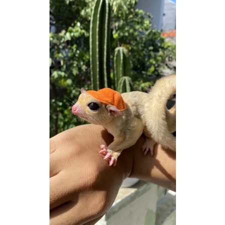 TOPI SUGAR GLIDER LUCU CAP SUGAR GLIDER TOPI SG TOPI TUPAI TERBANG