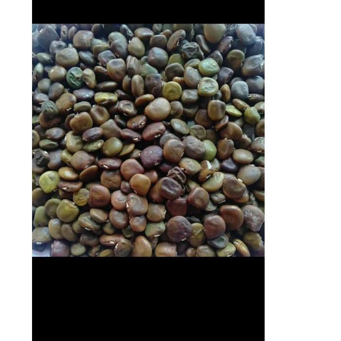 

[VIP] Biji benih Bengkoang/Bengkoan varietas super kemasan 1kg, lq1....