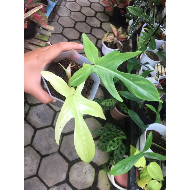 Philodendron Florida Ghost Mint