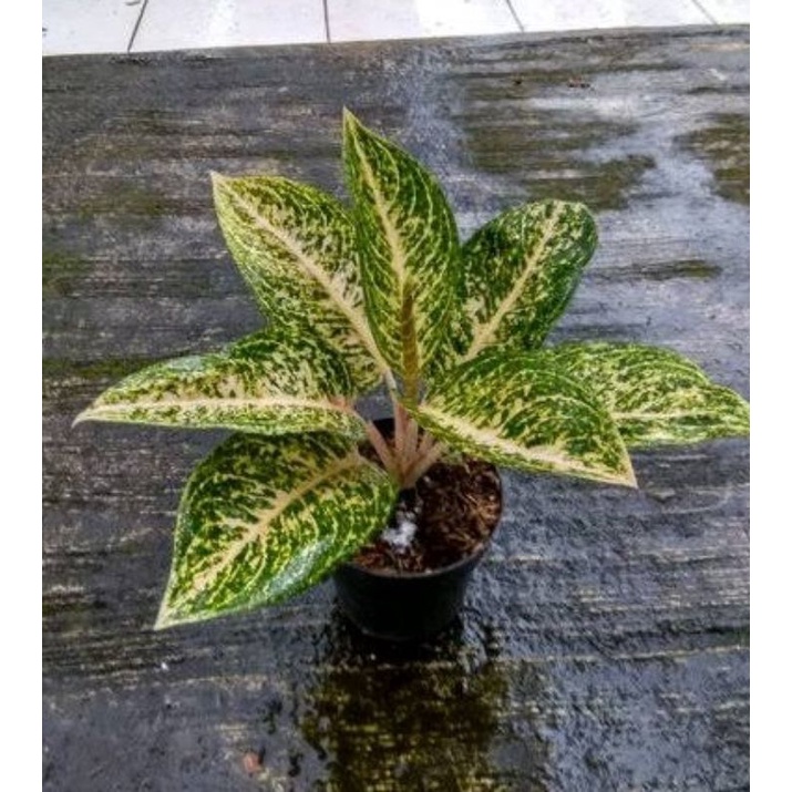 Aglonema Tiara White / Tiara Putih var. Remaja dan Dewasa 4 - 7 Daun
