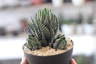 Haworthia POT  putih CLUSTER indukan bunga sukulen zebra 