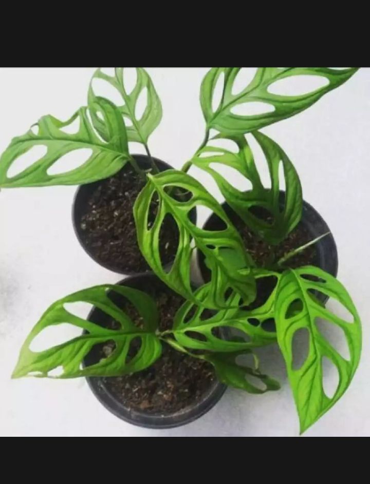 Tanaman hias hidup monstera janda bolong/tanaman hias janda bolong