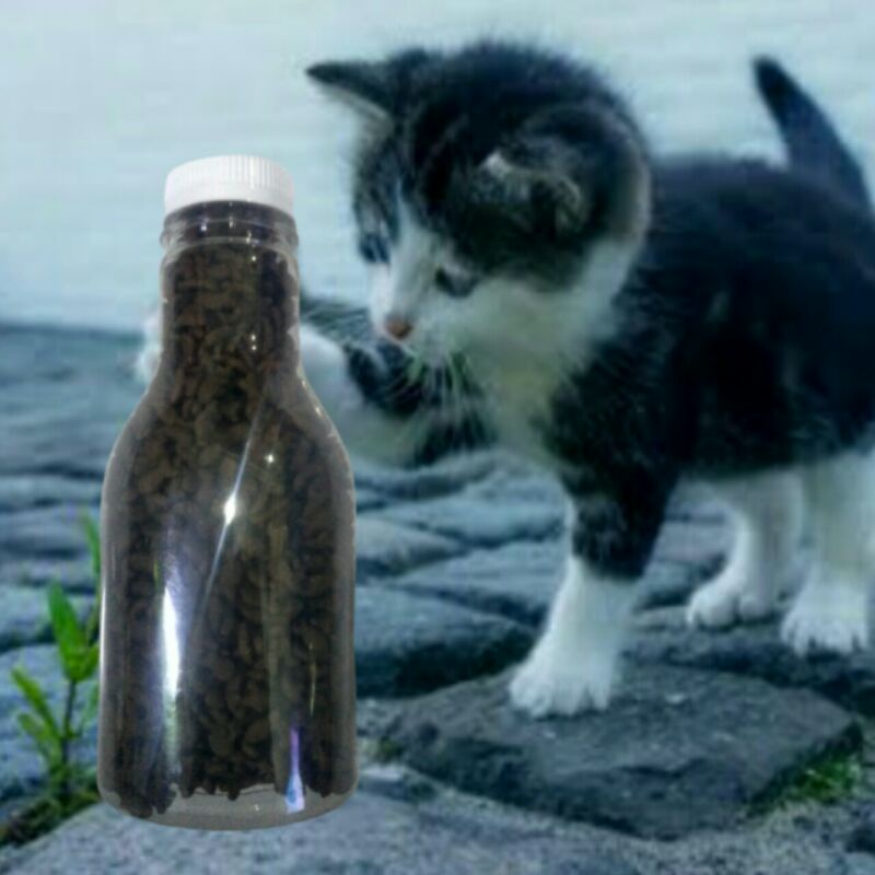 makanan kitten anak kucing botol murah oricat repack