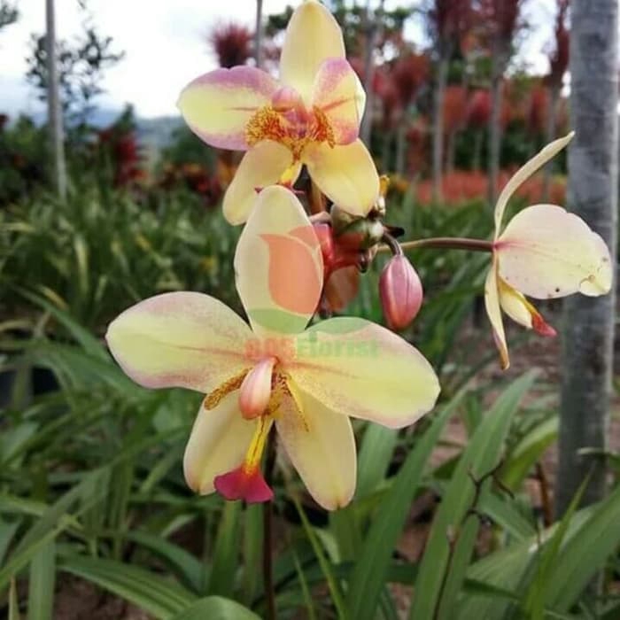 Bibit Tanaman Hias Bunga Anggrek Tanah / Bibit Anggrek / Anggrek Tanah