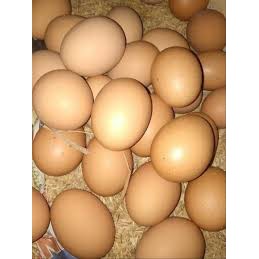 

Telur Ayam Merah Negeri 7-8 butir (400-500gr) solo wanita