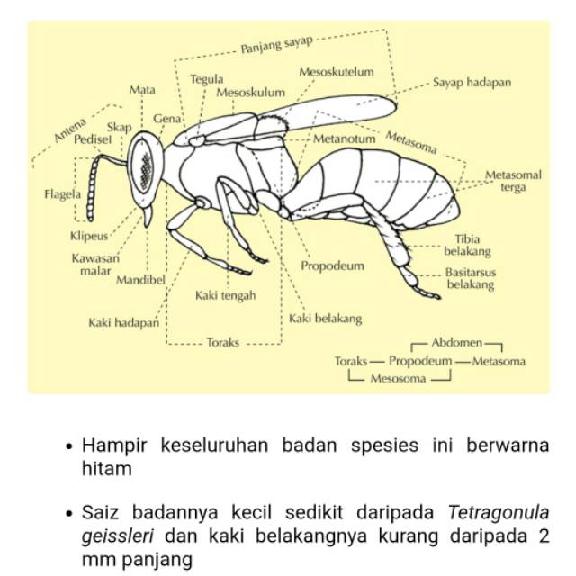 Bibit Lebah Trigona Laeviceps Budidaya Lebah Madu Alami