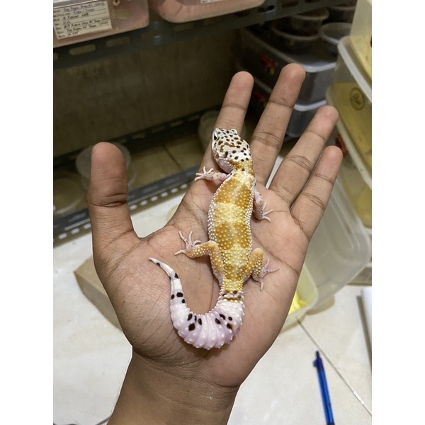 Leopard Gecko Female Hypo Tug PH Tremper Cakep No. 903