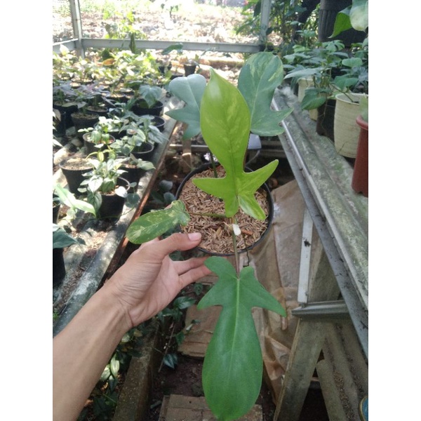 tanaman hias philodendron Florida beauty variegata