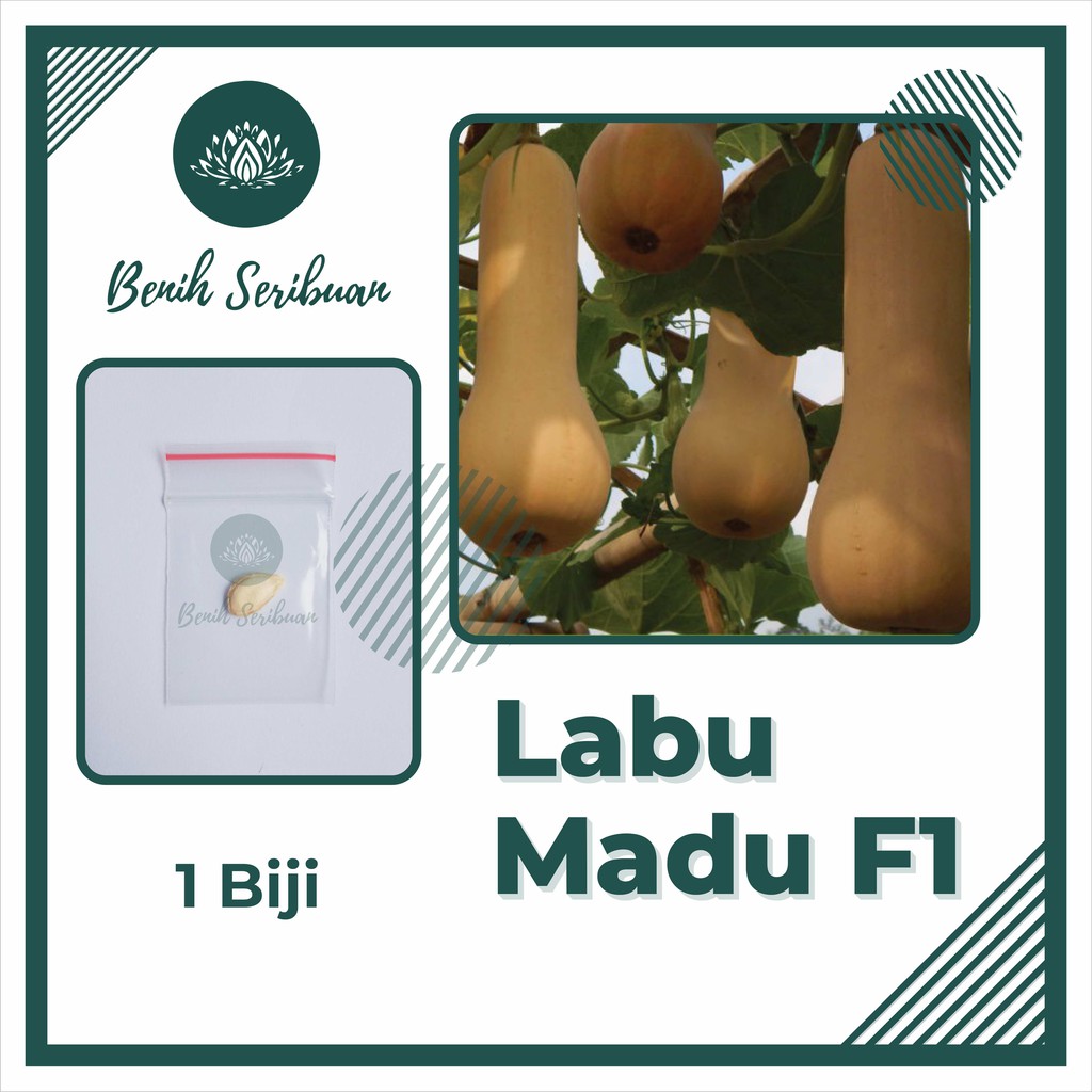 Bibit Buah : 1 Benih Labu Madu F1 Hibrida Buldog Butternut Squash Manis Bintang Asia Super Unggul