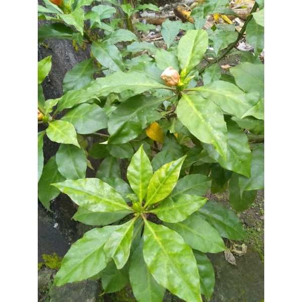 

Daun penurundarah tinggi