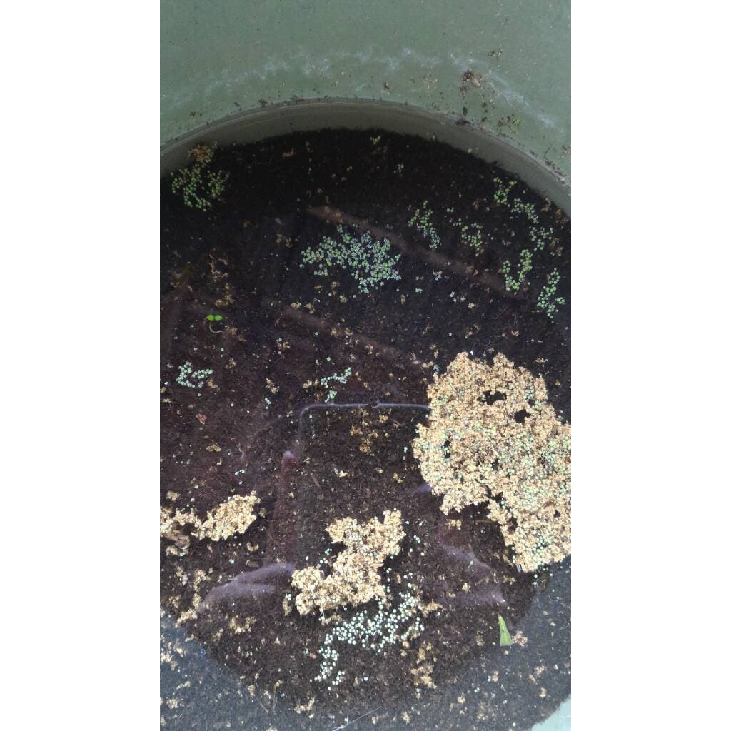 

Spora Azolla Microphylla Instant Praktis Murni 100 Murah