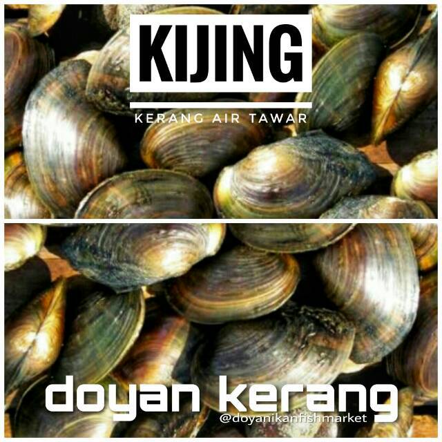 Kijing Kerang Air Tawar Shopee Indonesia