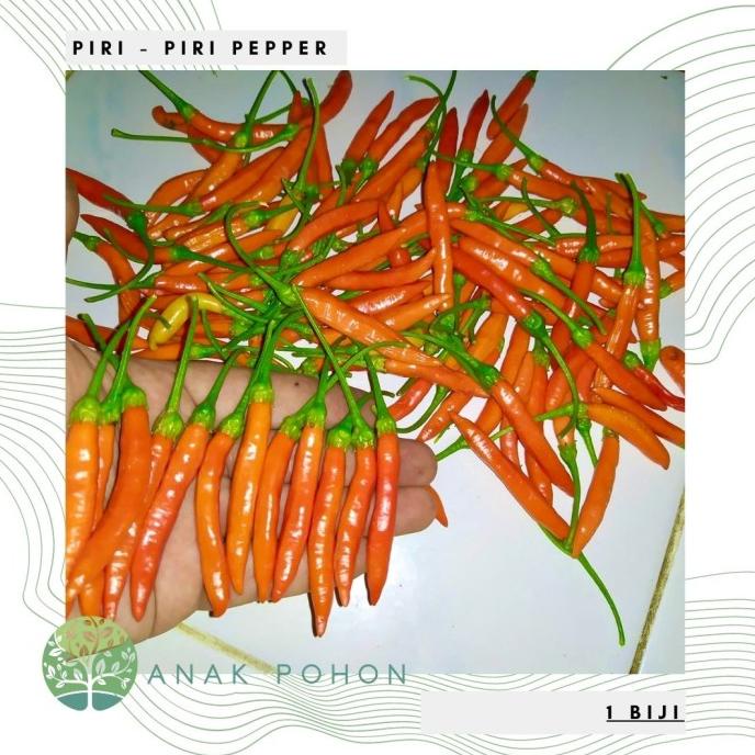 Benih Bibit Biji - Cabai Piri-Piri / African Bird's Eyes Pepper Seeds (1 biji) ANPN62 Segera Dapatka