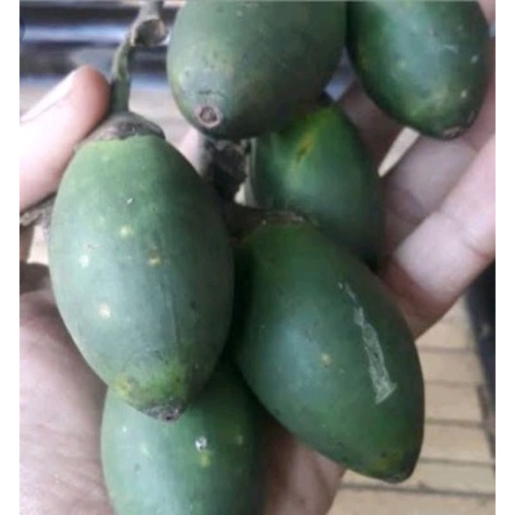 

pinang mudah & tua