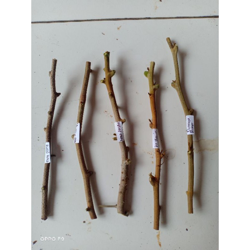 PAKET 5 JENIS ENTRES KELENGKENG, ARDUR, KRISTALIN, NEW KRISTAL, DIAMOND RIVER, KELENGKENG MERAH