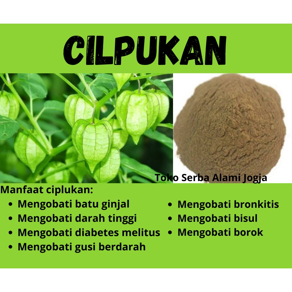 

Serbuk dan Simplisia Ciplukan Alami