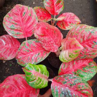 Tanaman Aglonema Aglaonema BIBIT WULANDARI 3 4 Daun Segarr Tanaman Aglonema Aglaonema BIBIT WULANDARI 3 4 Daun Segarr