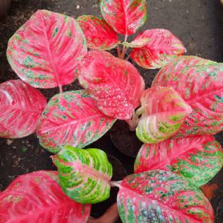 Tanaman Aglonema  Aglaonema BIBIT WULANDARI 3 4 Daun Segarr 