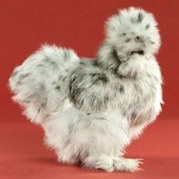 

telur ayam hias kapas silkie