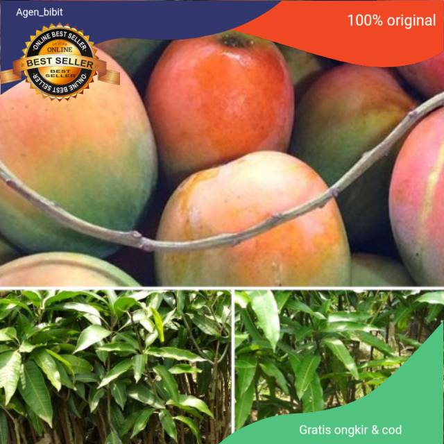 Bibit Mangga Gedong Gincu super manis hasil okulasi