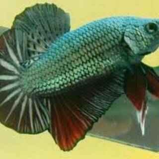 jual ikan cupang plakat kombinasi besgel bester s+ ikan