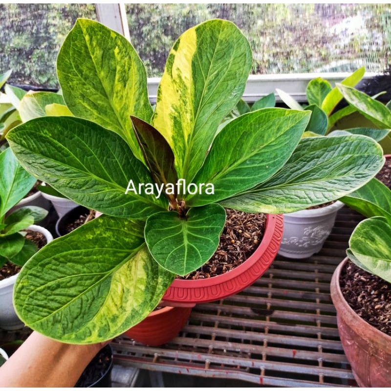 Anthurium jemani mangkok varigata