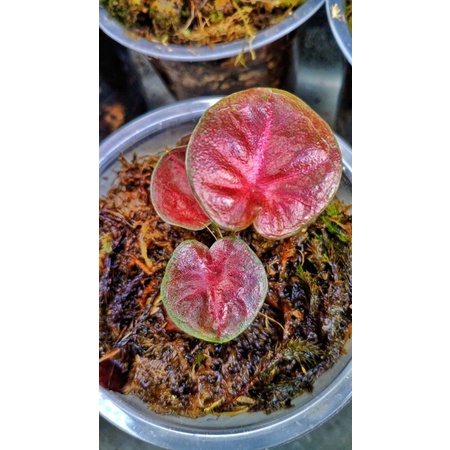 keladi caladium red sweety