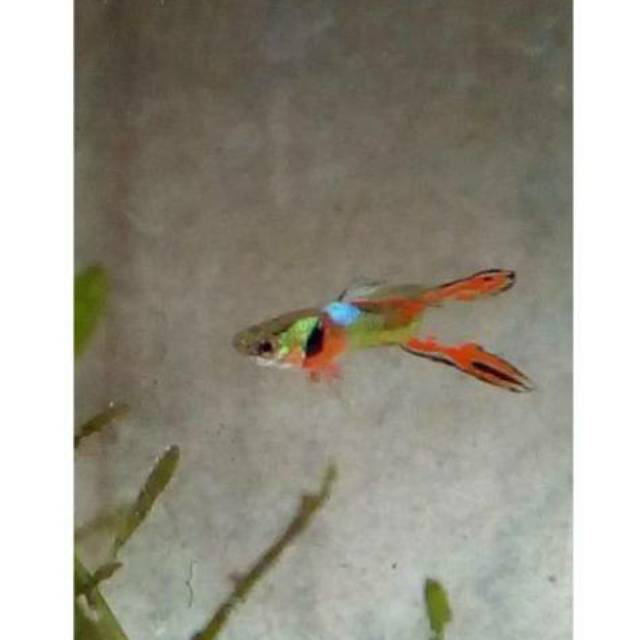 Guppy Endler Double Swordtail 1 Pasang