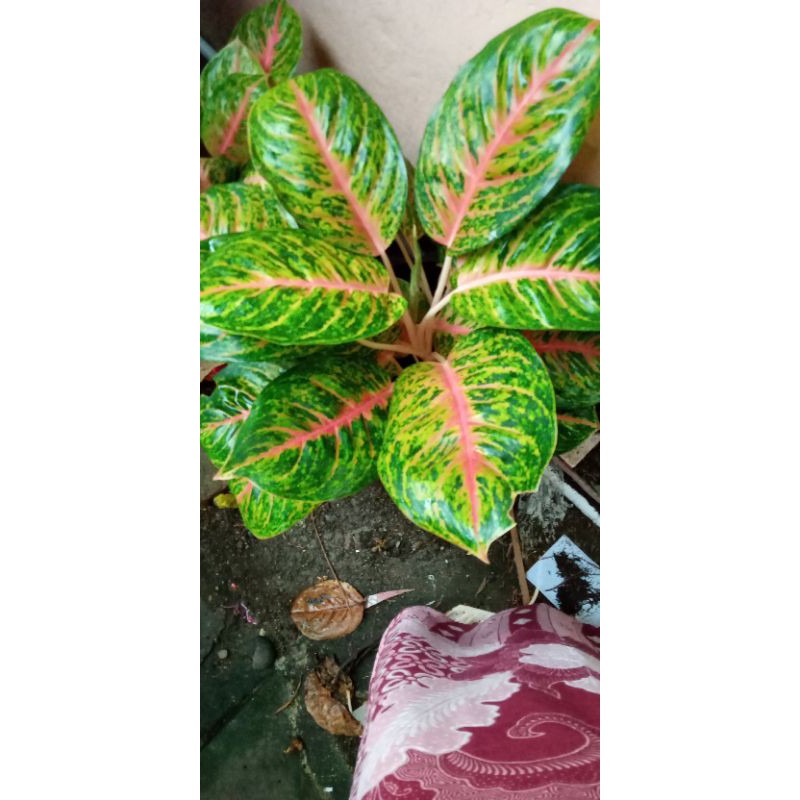 paket big papa,kochin tembaga, big roy mutasi