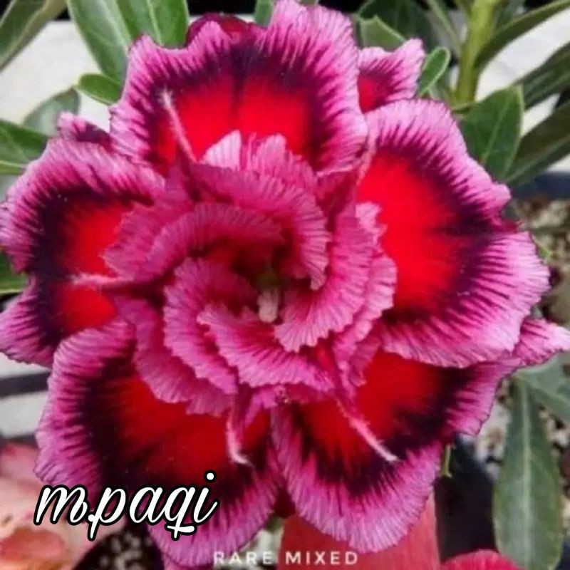 

adenium kemboja jepang merah pink(bibit)