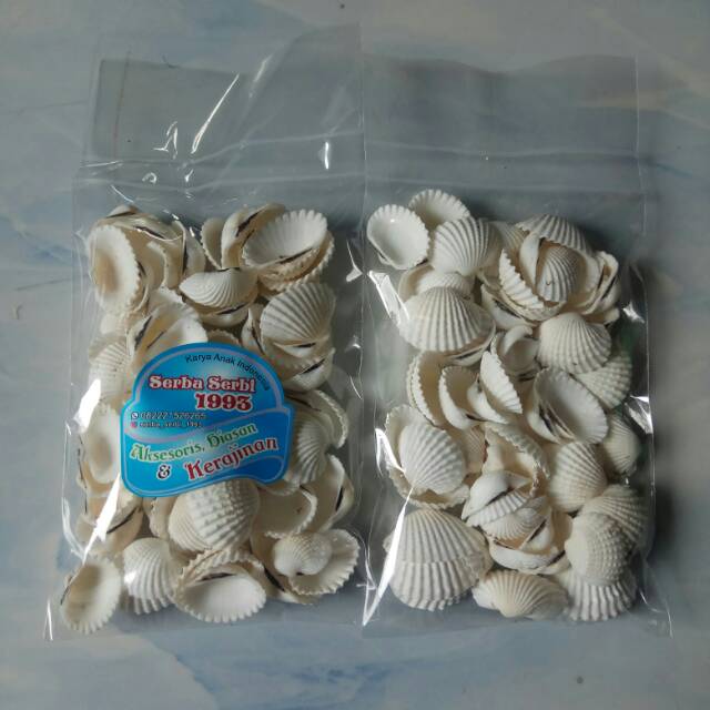 Aksesoris Cangkang Kerang Dara Isi 100 Gr Putih Bersih Wangi Shopee Indonesia