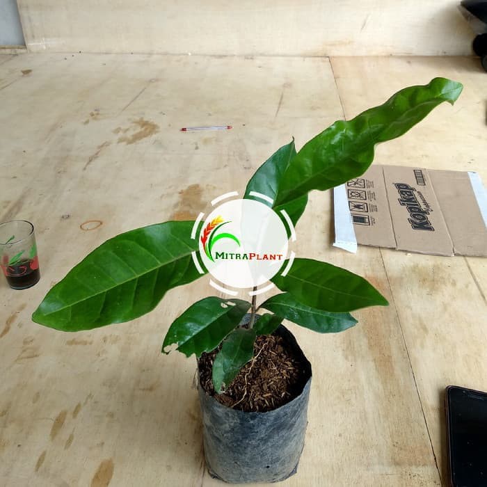 Bibit Cendana Bali Pohon Cendana Bali