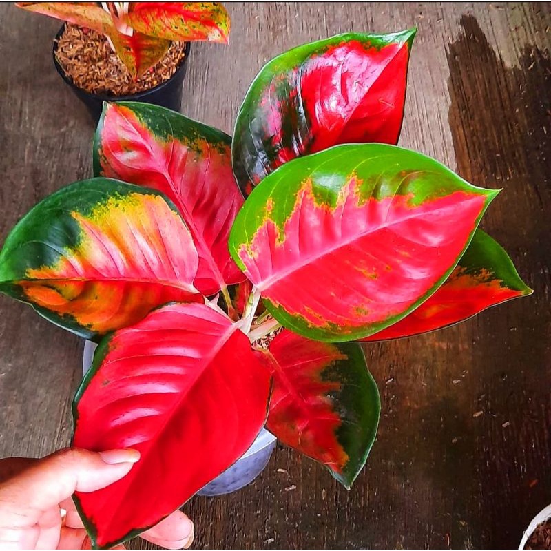 Tanaman hias aglonema suksom jaipong-aglaonema - tanaman hias-tanaman bunga-tanaman hidup aglonema-a