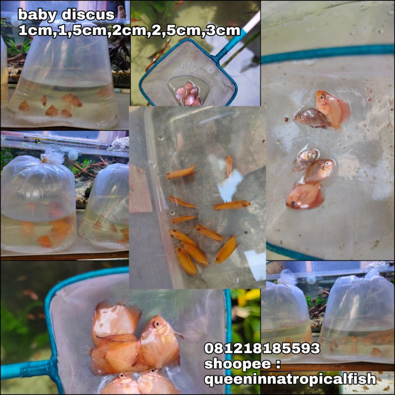 discus anakan ekor harga grosir | burayak | bayi discus red melon , maboro , leopard , white diamond