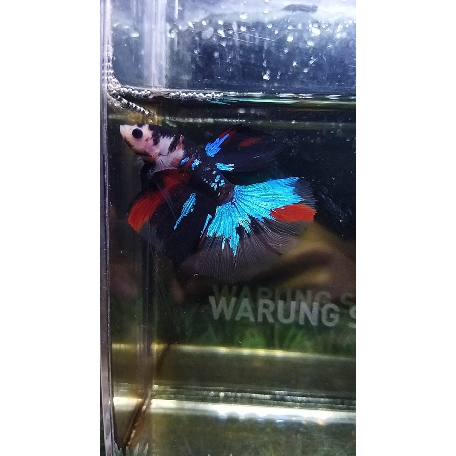 CUPANG HALFMOON/HM MULTI/HM BLACK KOI MULTICOLOR 100% REALPICT (77HMM1)