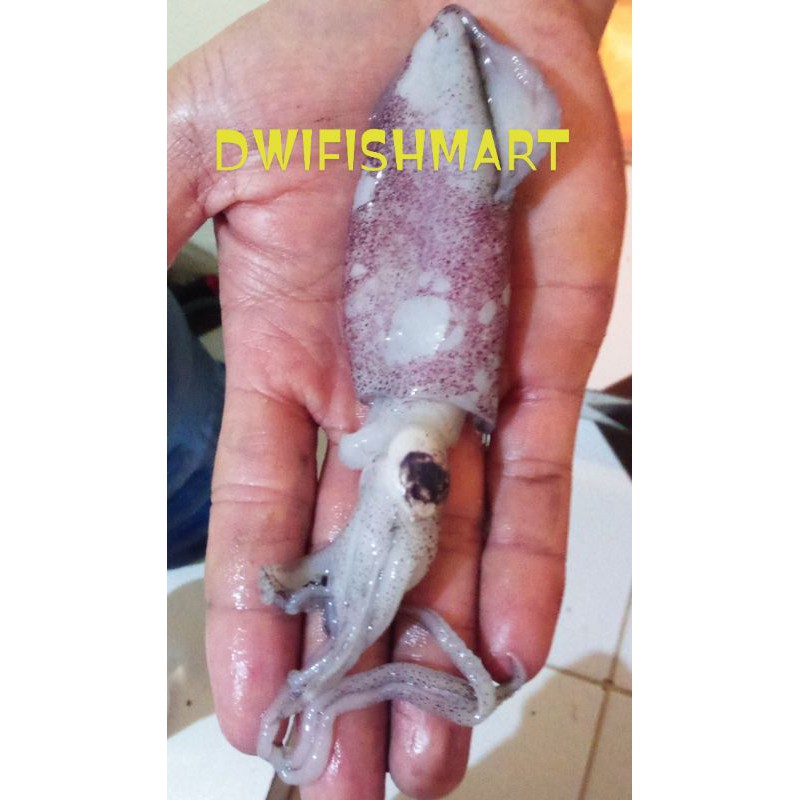 

CUMI SEGAR / CUMI BASAH 500gram frozen