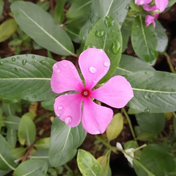 tanaman tapak dara - tanaman tapak dara - pohon bunga tapak dara