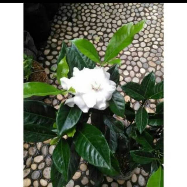 Tanaman Hias Pohon Kaca Piring Kaca Piring Shopee Indonesia