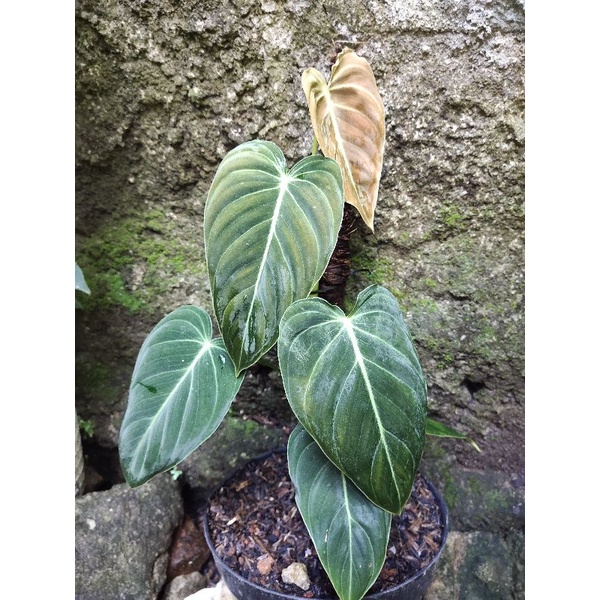Philodendron Melanocrysum Narrow 1 daun