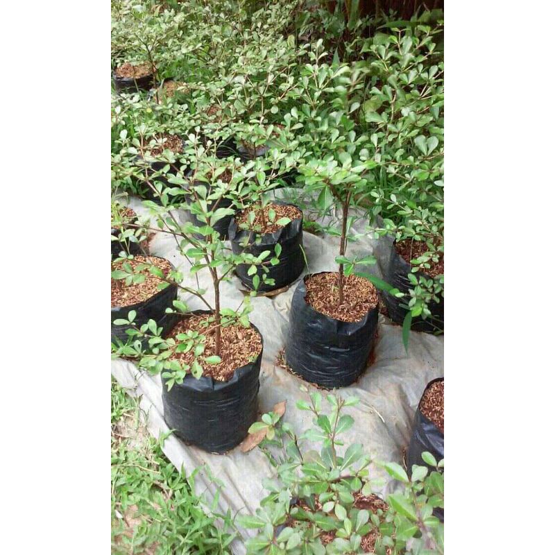 Tanaman hias Ketapang kencana - tapang kencana