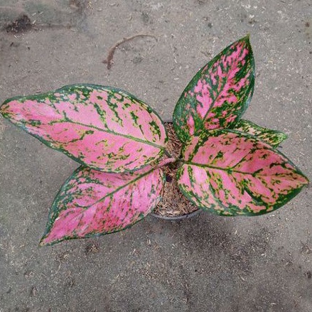 aglonema lady valentin