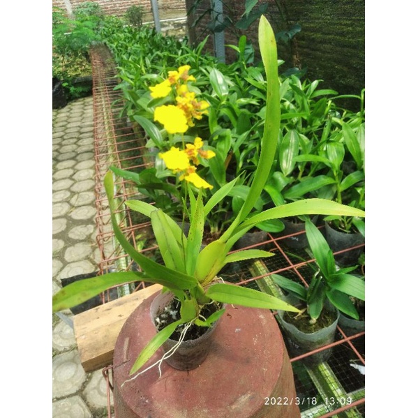 Bibit Anggrek Oncidium Golden Shower