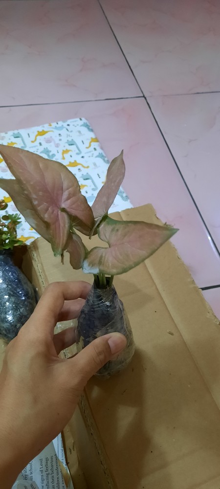 Syngonium neon Robusta - Tanaman Hias Singonium Pink / Indoorplant