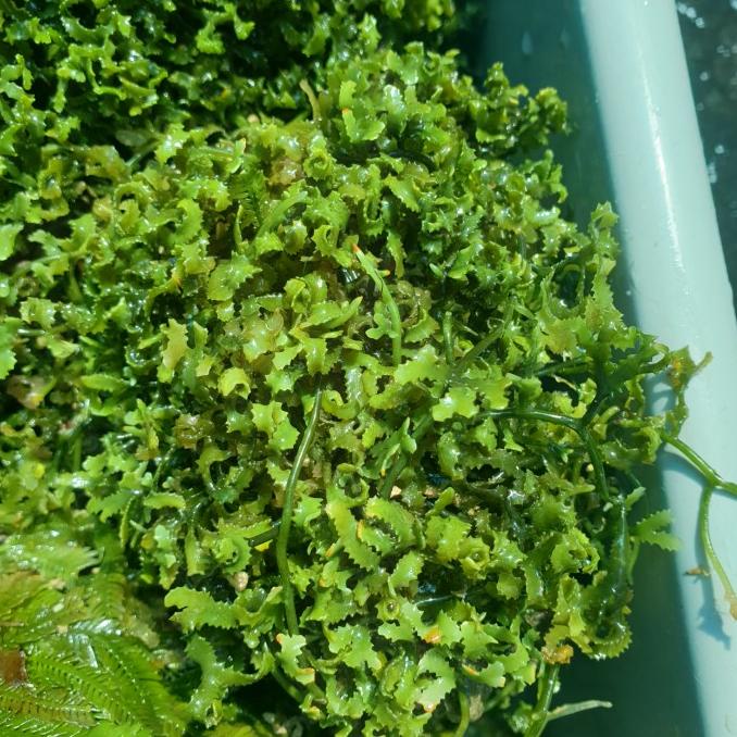 

Rumput keriting BERKAH