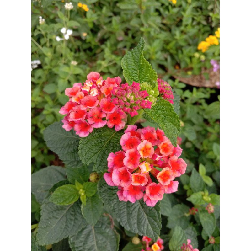 

lantana