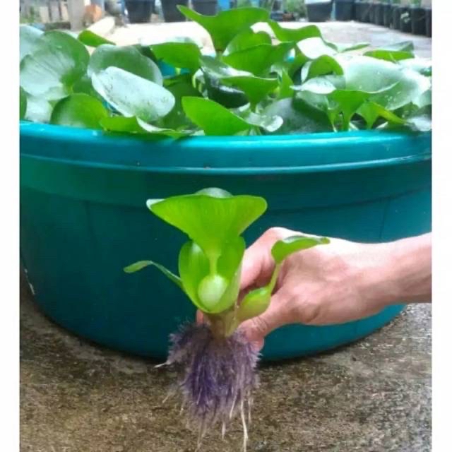 Eceng Gondok - Tanaman Air Eceng gondok