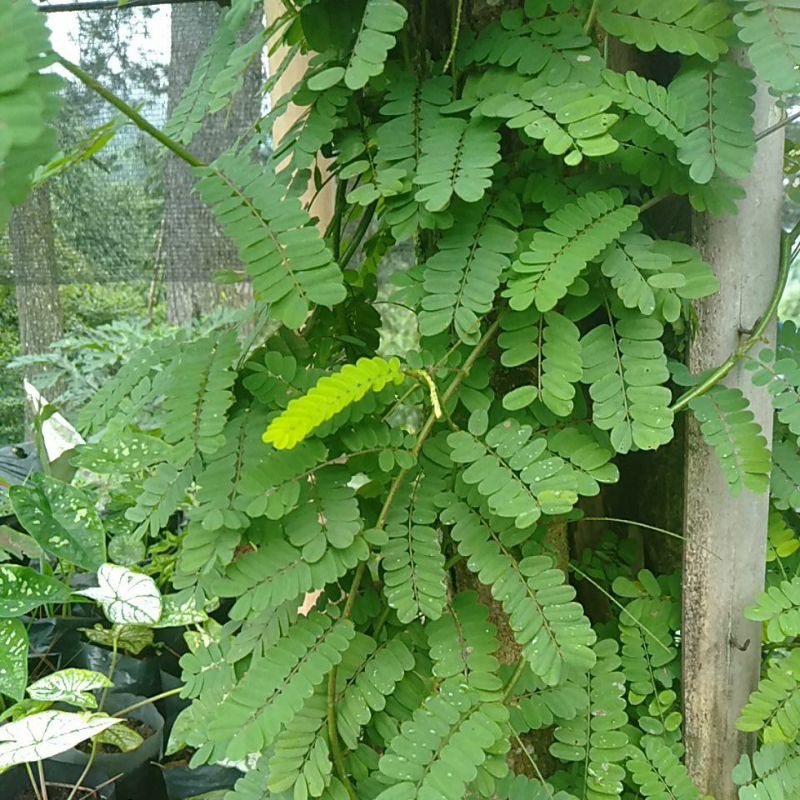 Daun saga segar