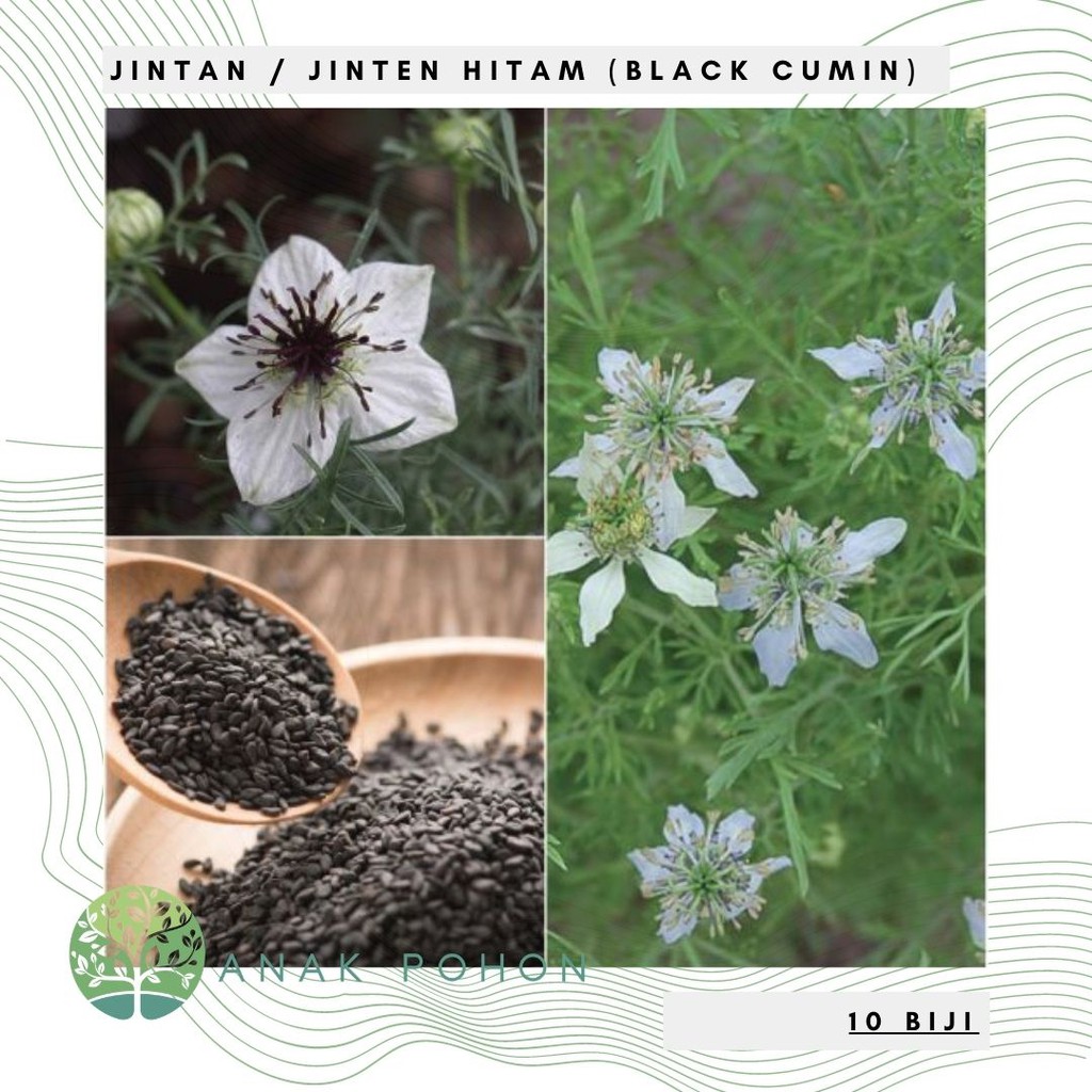 Benih Bibit Biji - Jintan / Jinten Hitam Habbatussauda (Black Cumin) - IMPORT (10 Biji)