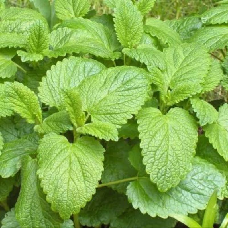 PROMO!!! TANAMAN DAUN MINT